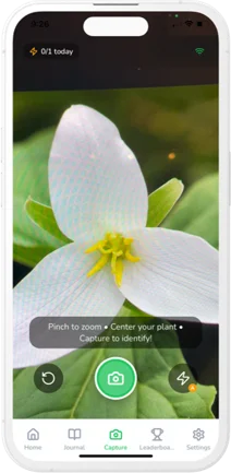 Camera capturing a flower