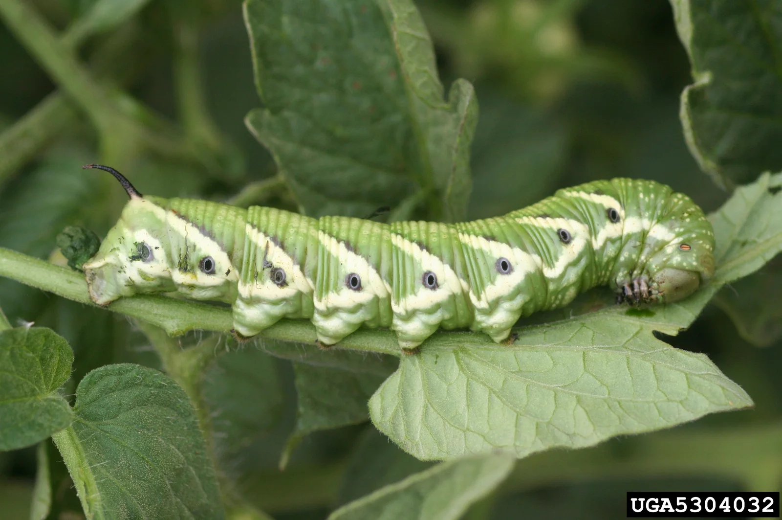 Green tomato hornworm on a leaf, showing connected white V-shaped side marks and a dark rear horn.