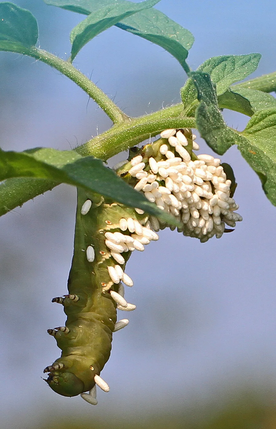 Tobacco hornworm on a tomato plant with many upright white Cotesia congregata cocoons attached to its body.