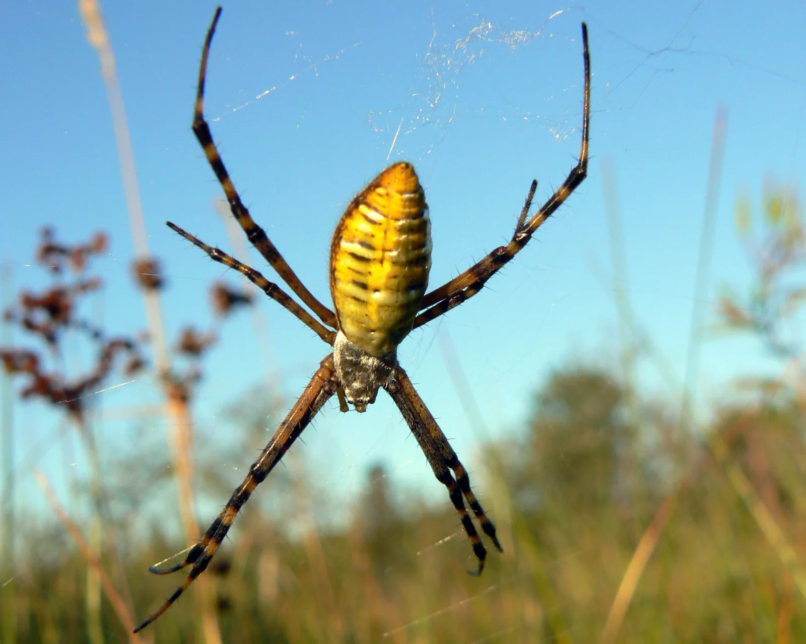 Adult female banded garden spider in a web, with a pale elongated abdomen crossed by many narrow dark bands.