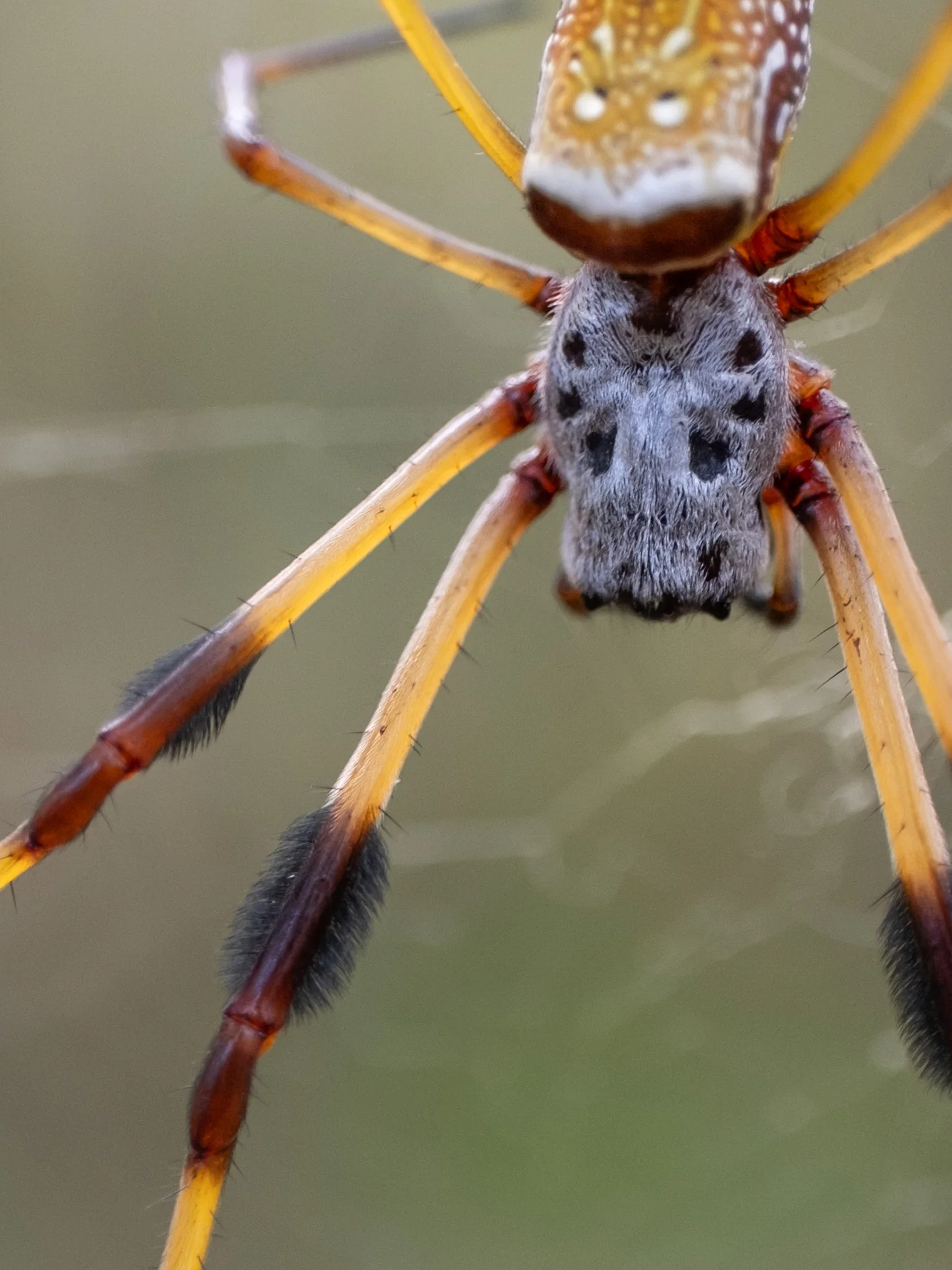 Adult female golden-silk orb-weaver with an orange-tan spotted abdomen and dark brush-like tufts on several long legs.