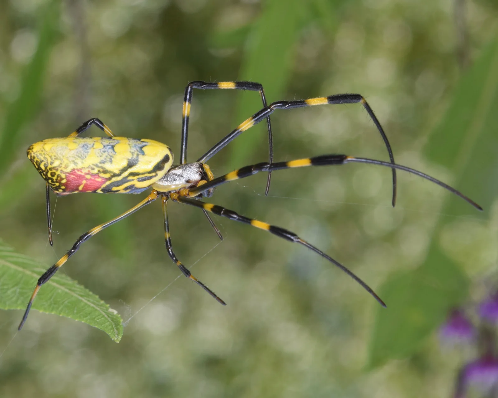 Adult female Joro spider with a long yellow and blue-gray patterned abdomen, a red underside patch, and black legs with yellow bands.