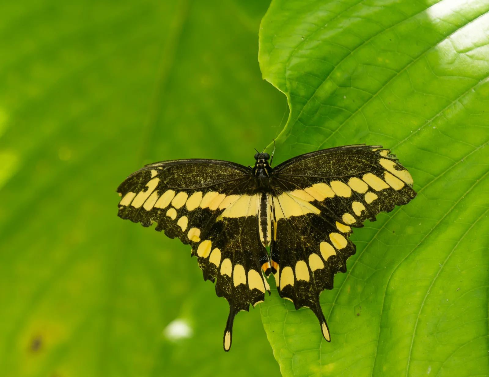 Adult giant swallowtail with open dark wings crossed by a broad yellow band, yellow hindwing spots, and two long tails.