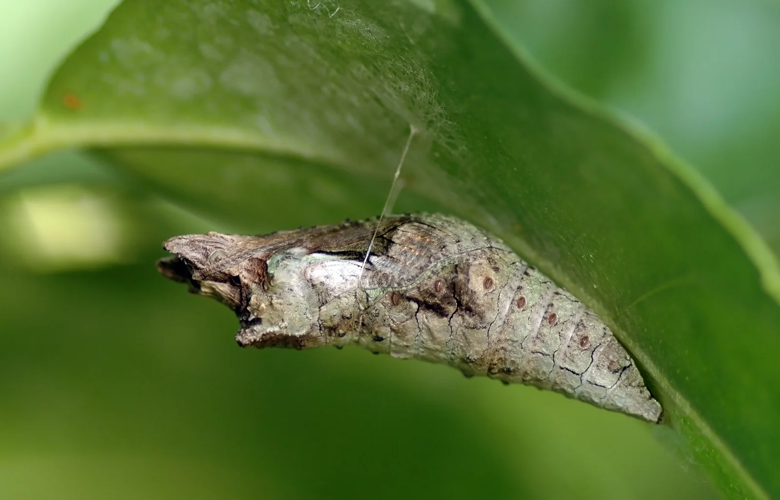 Giant swallowtail chrysalis with a mottled gray-green barklike surface, held against a leaf by a fine silk girdle.
