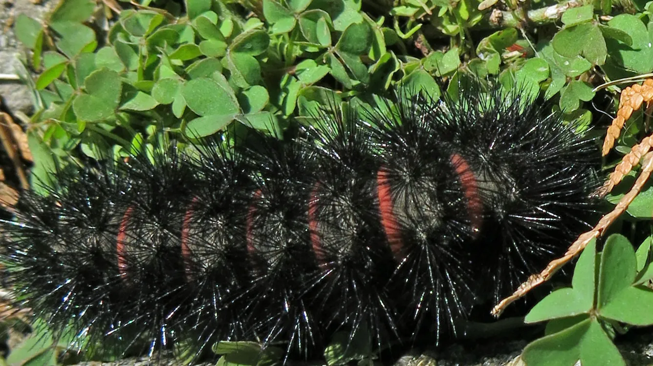 Mature giant leopard moth caterpillar among clover leaves, covered in shiny black bristle tufts with thin red rings between the segments.