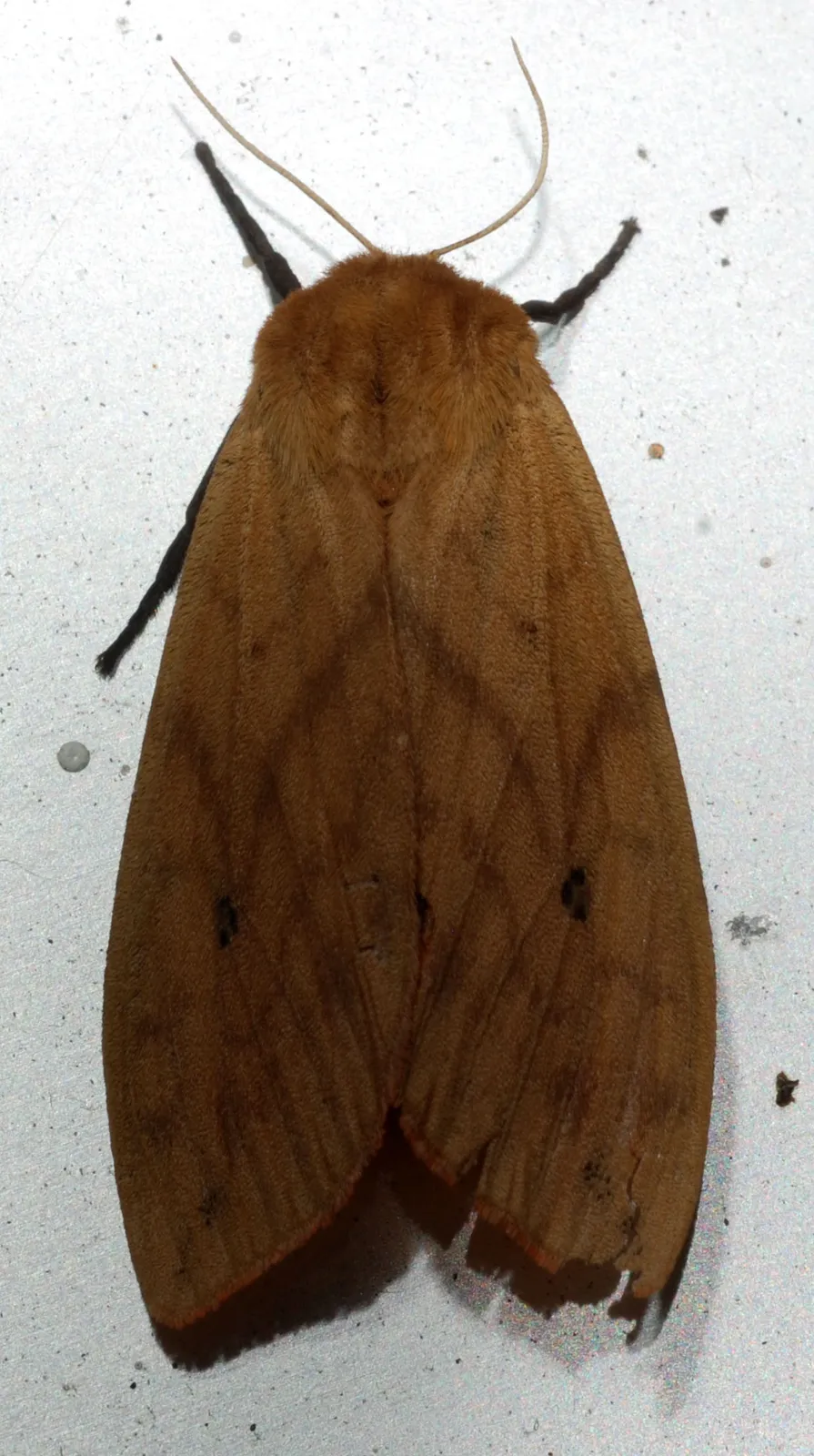 Adult Isabella tiger moth resting on a pale surface, with tan pointed forewings marked by faint lines and a few small dark spots.