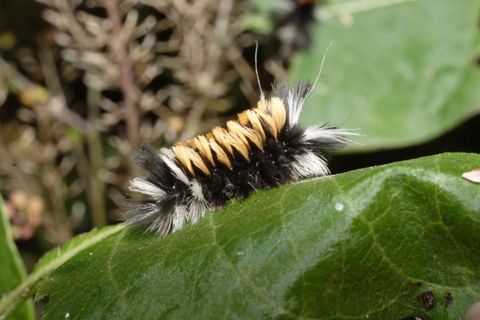 Milkweed tussock moth caterpillar on a leaf, with separate tufts of orange, black, and white hair and longer pale tufts at each end.