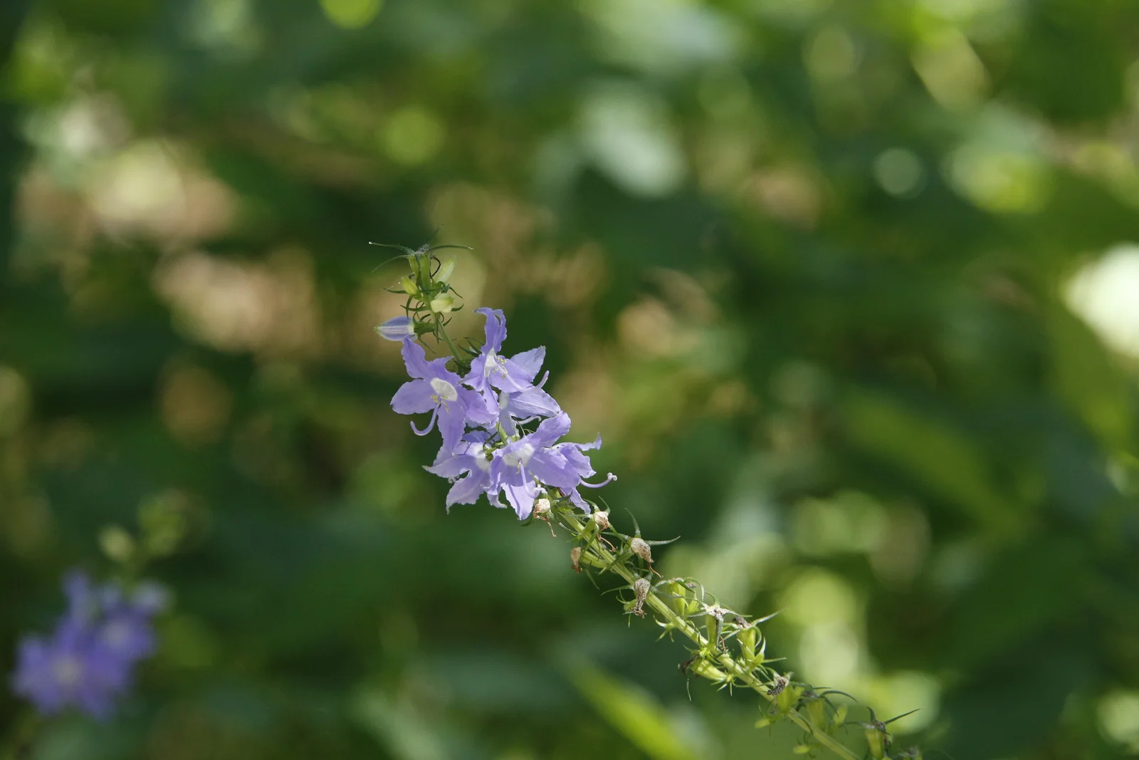 American bellflower with flat violet-blue five-pointed flowers and long curved styles along a green stem.