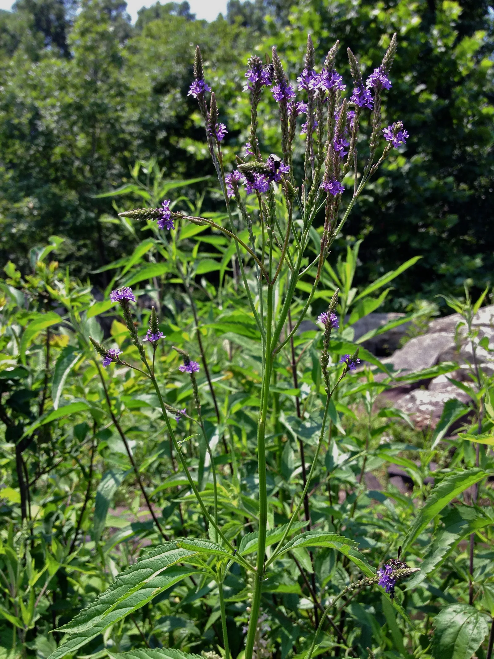 Blue vervain with branching pencil-thin spikes of small purple-blue flowers above paired toothed leaves.