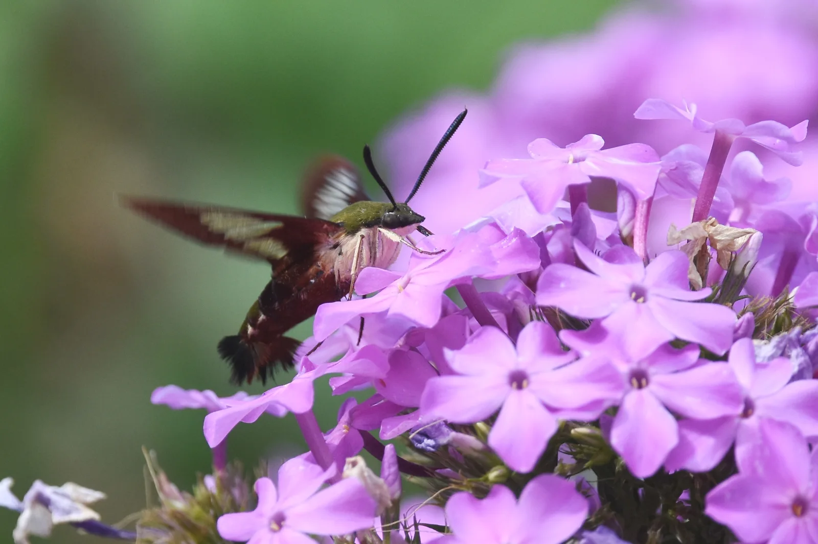 A hummingbird clearwing moth hovering beside a purple flower with clear reddish-edged wings.