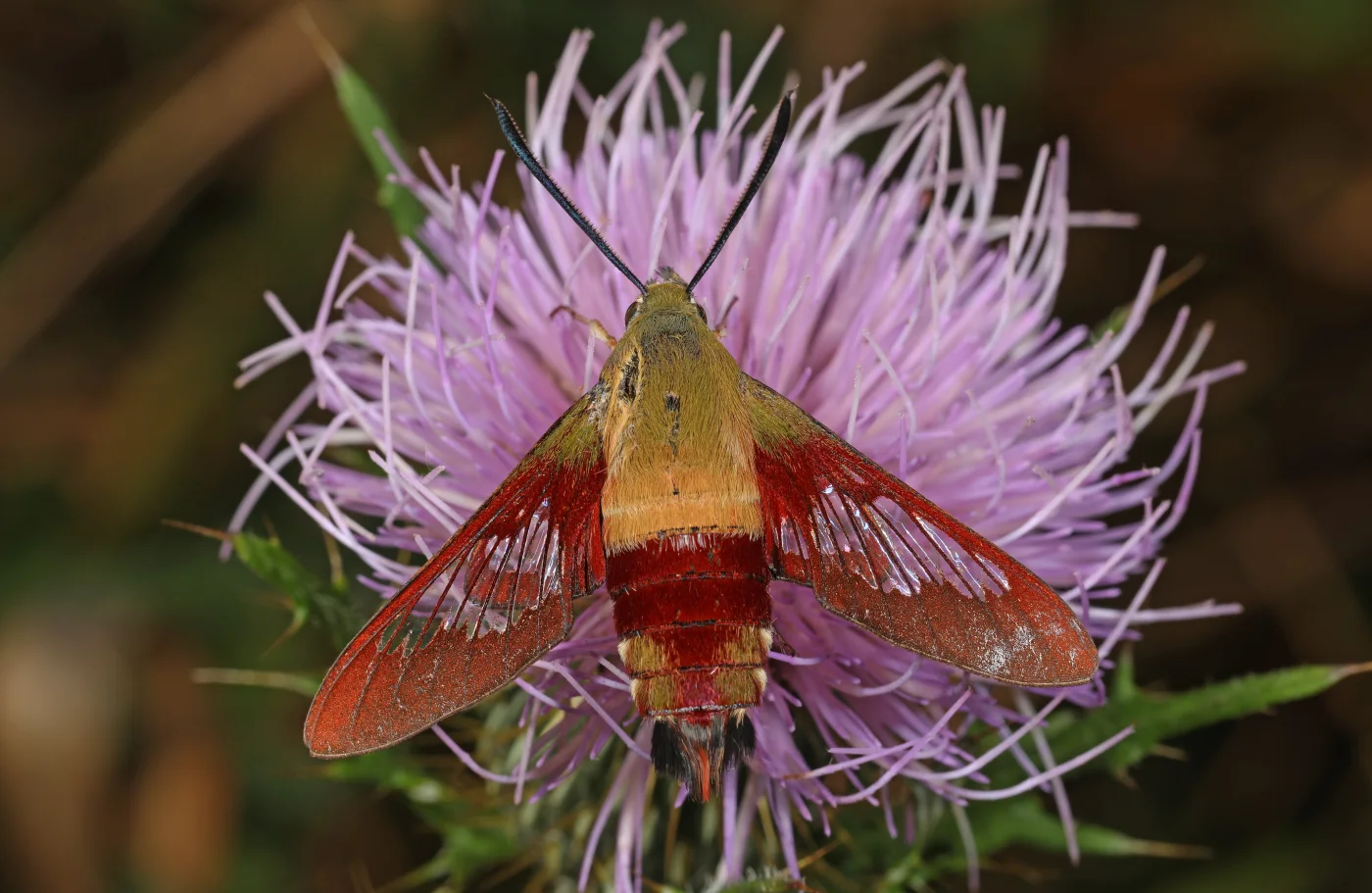 Close dorsal view of a hummingbird clearwing moth showing transparent wings with reddish brown borders.