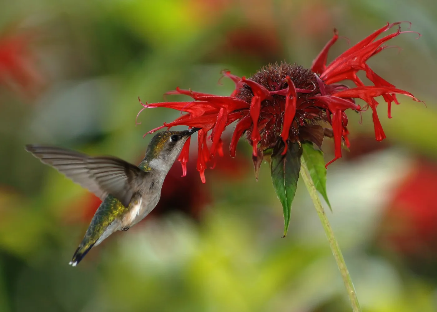 A female ruby-throated hummingbird reaching into a red scarlet beebalm flower.