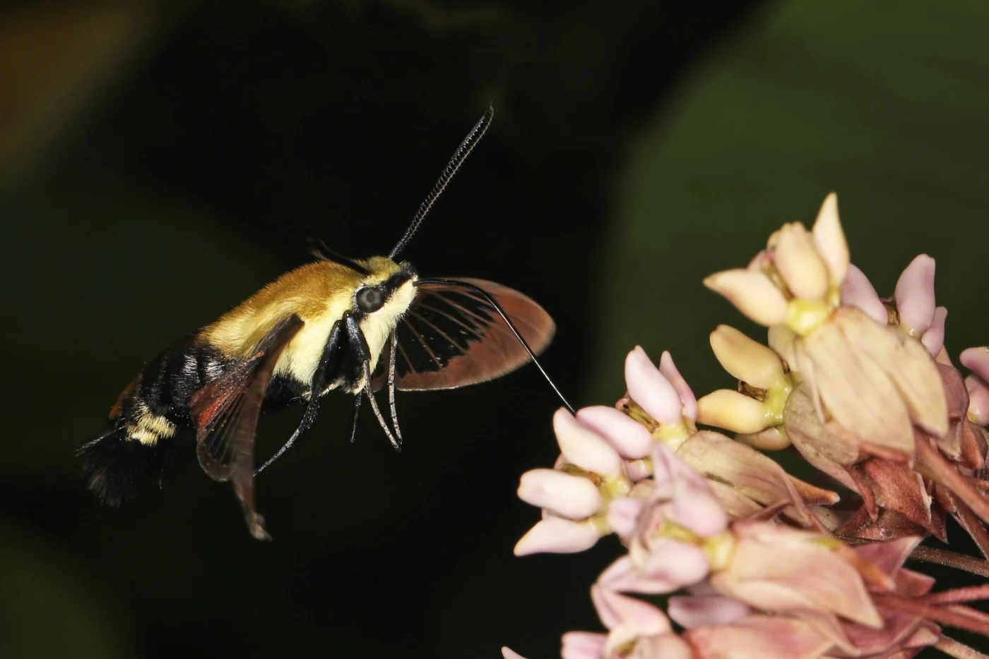 A yellow and black snowberry clearwing moth feeding at pale pink milkweed flowers.