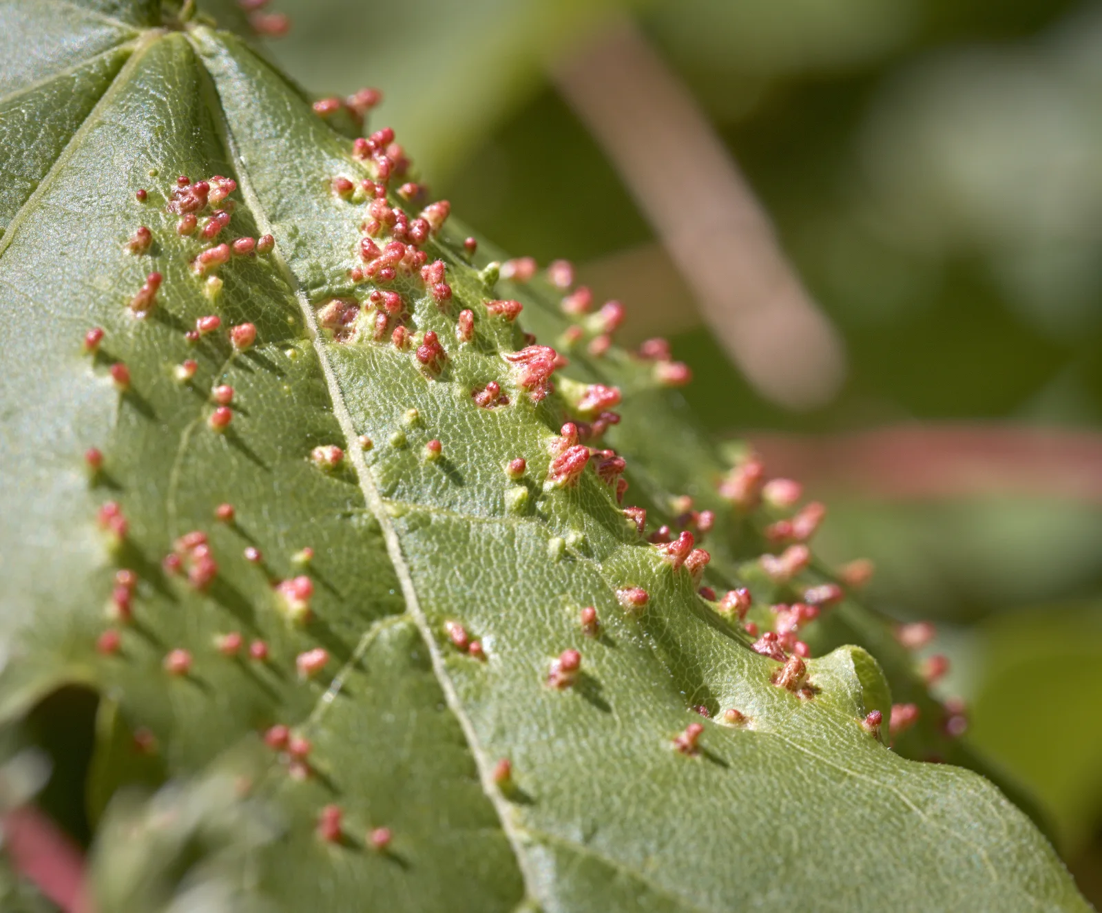 Pink finger-like mite galls rising from the green surface of a maple leaf.