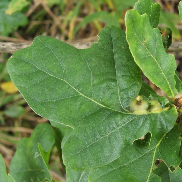 Swollen gall tissue at the base of an oak leaf with a small dark exit opening.