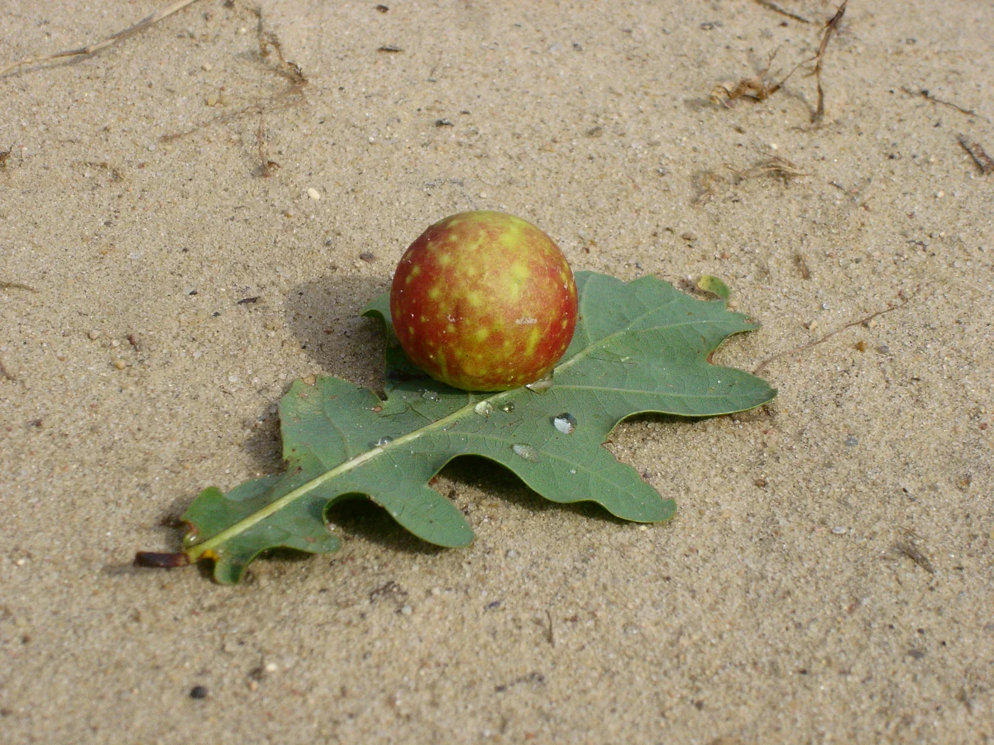 A round red-green gall attached to the upper surface of a lobed oak leaf.