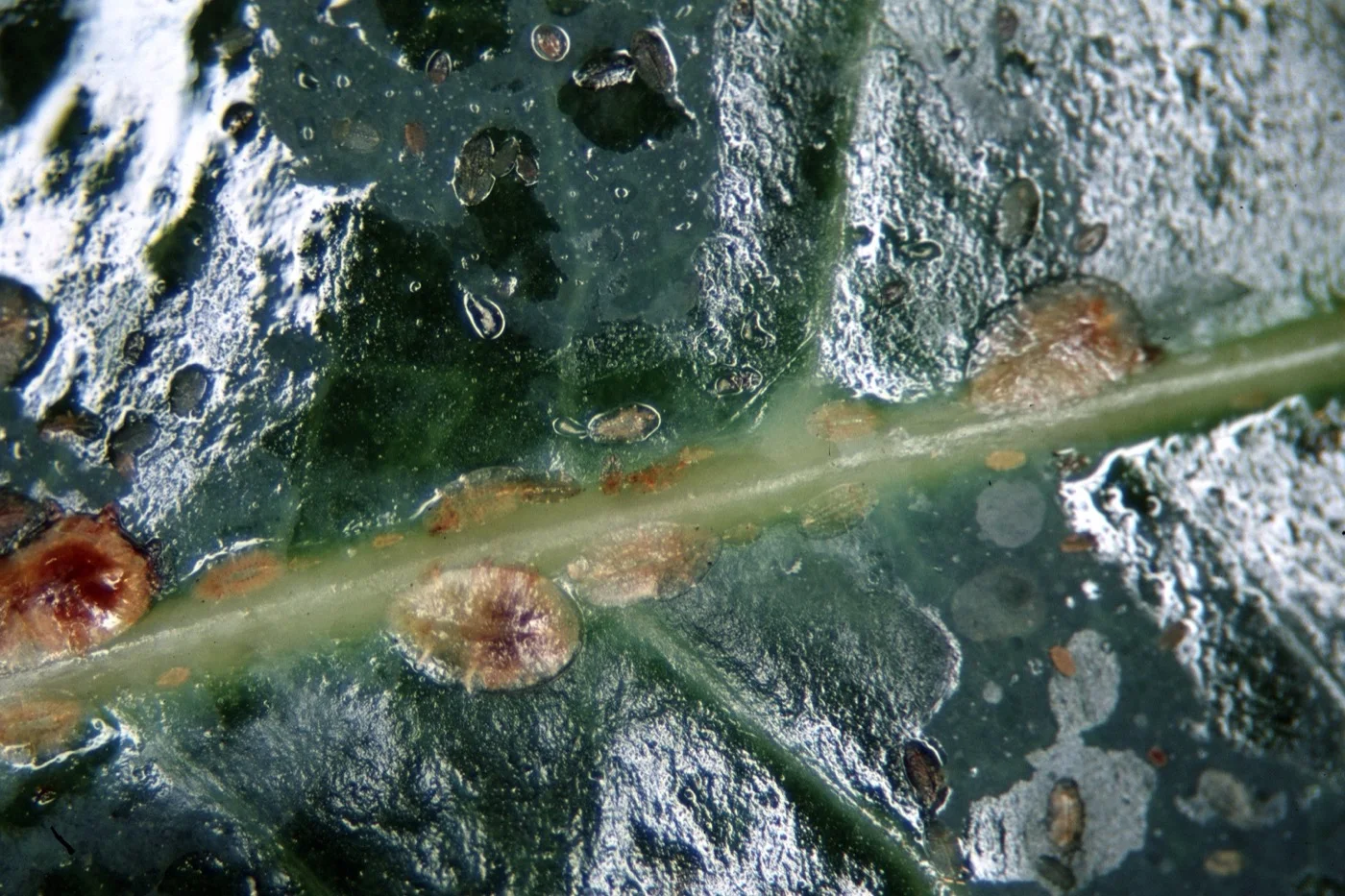 Oval brown scale insects lined along the midrib of a glossy green leaf coated with shiny honeydew.