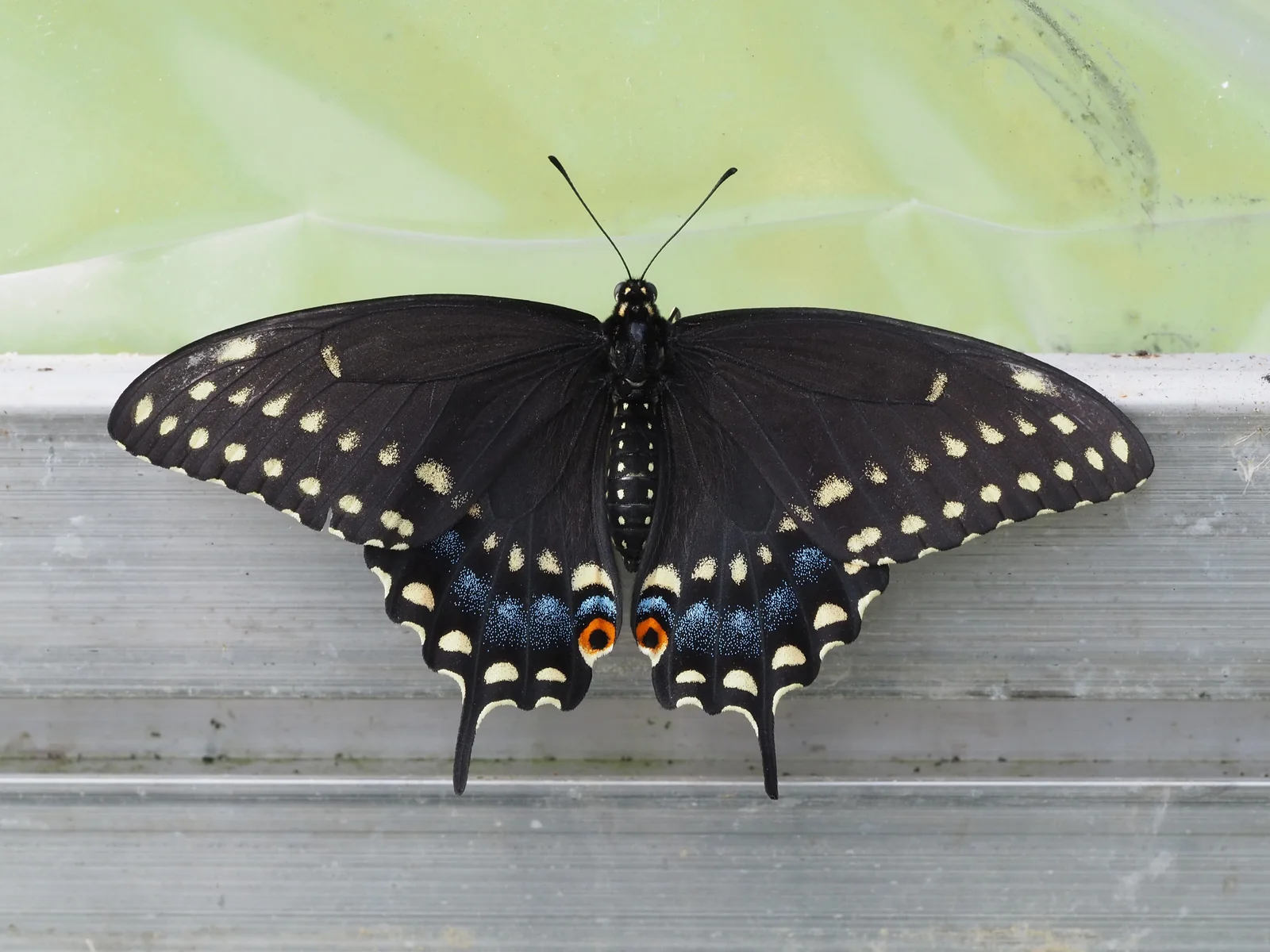 Adult black swallowtail with open black wings, two rows of pale spots, blue hindwing scales, orange eyespots, and narrow tails.