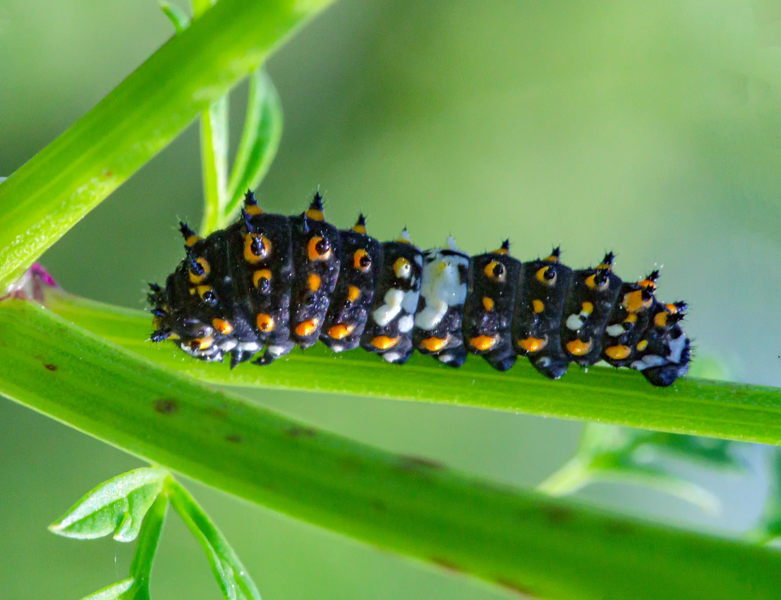 Young black swallowtail caterpillar with a dark bristly body, orange spots, and a broad pale saddle across its middle on a green leaf.