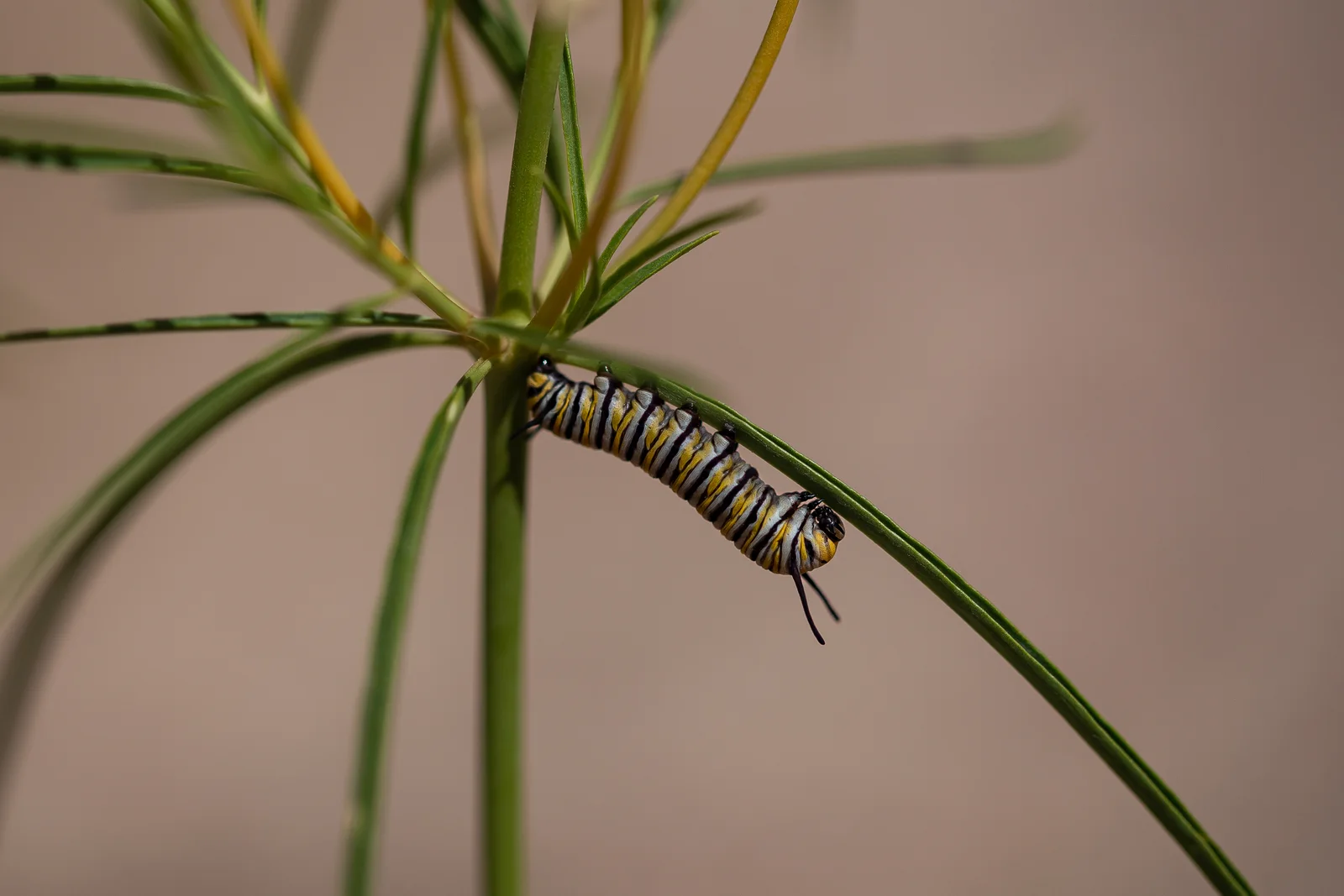Monarch caterpillar beneath a milkweed leaf, showing narrow black, white, and yellow bands and long black filaments at both ends of its body.