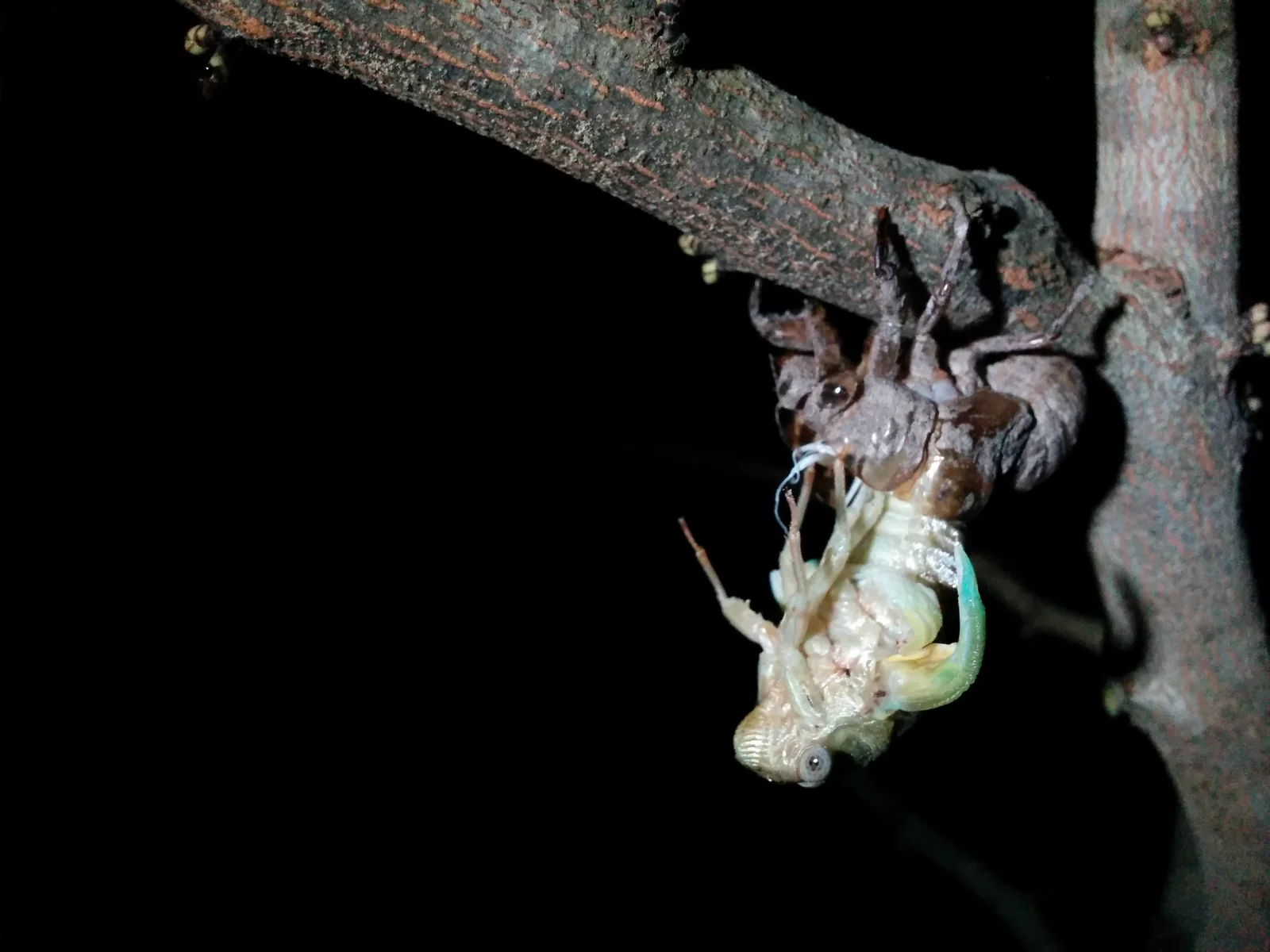 Pale winged cicada pulling downward from a brown nymphal shell attached to a tree branch at night.