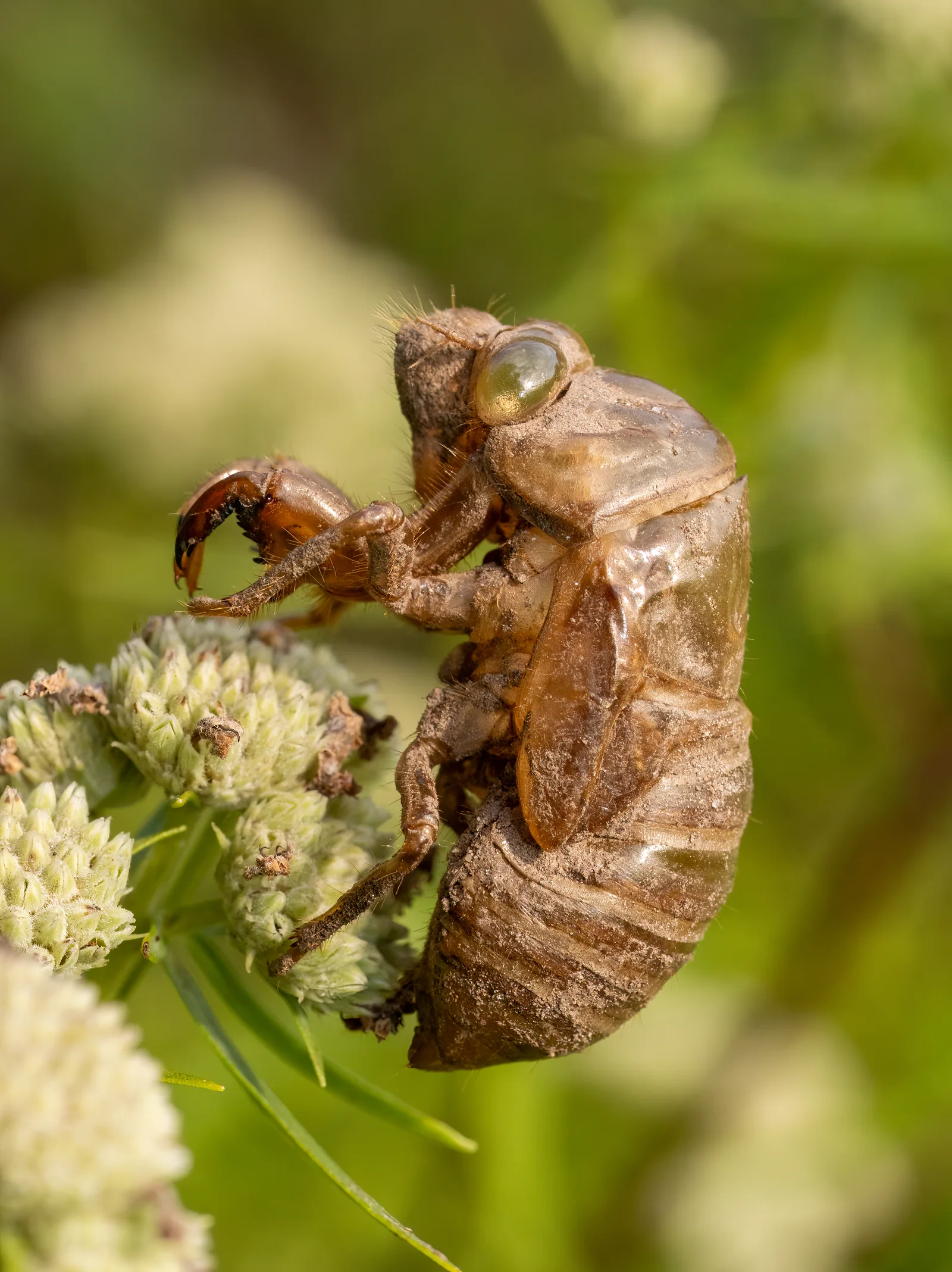 Side view of an empty northern dog-day cicada shell showing its large clear eye cover, curved digging foreleg, wing pad, and segmented abdomen.