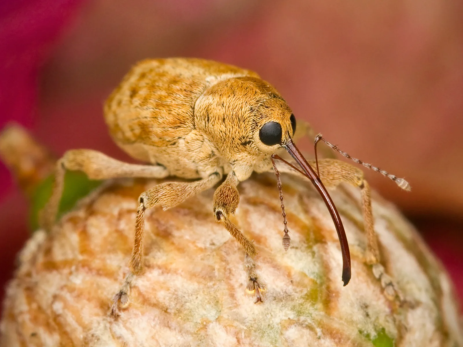 Golden-brown California nut weevil standing on an acorn with a long curved snout and elbowed antennae visible.