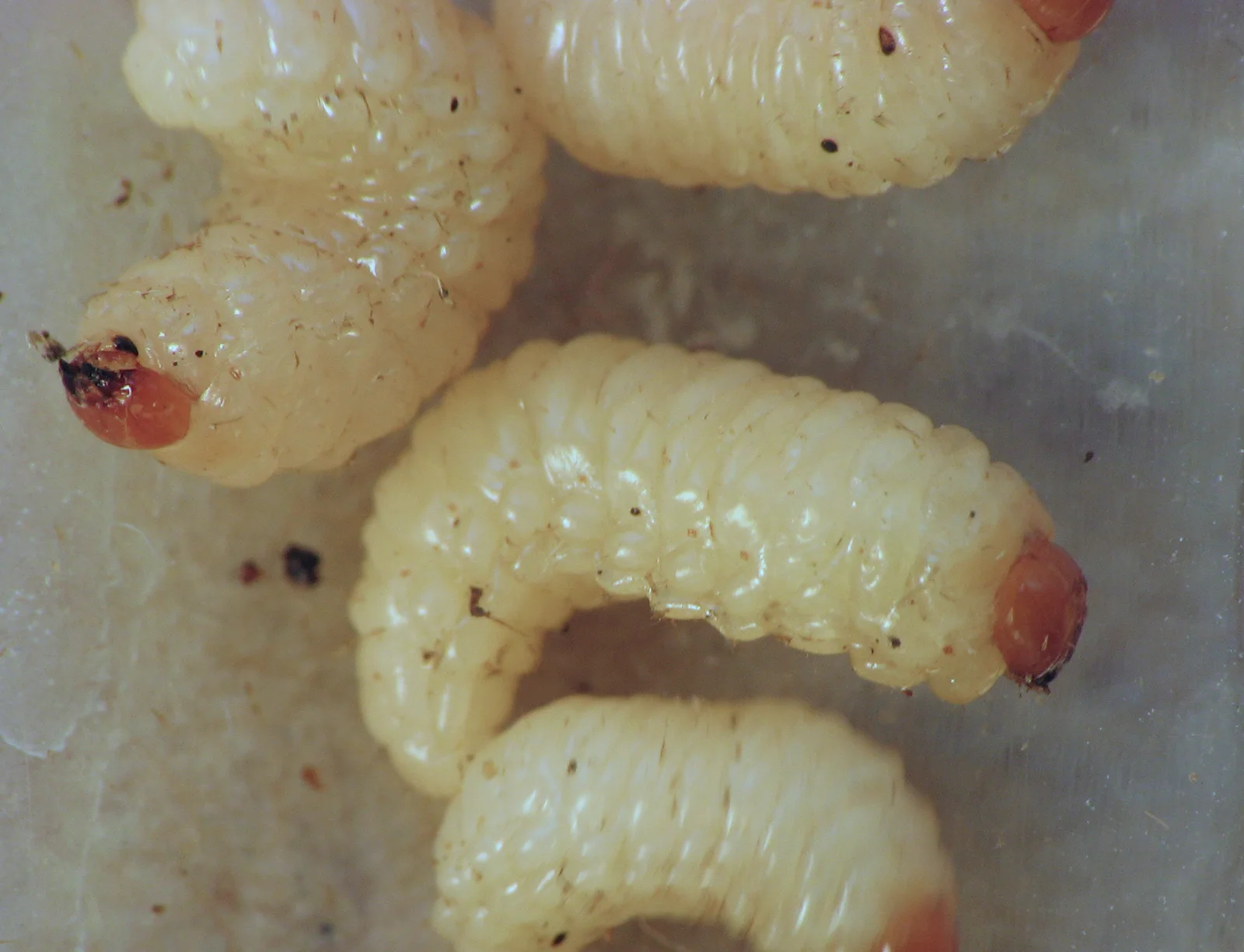 Several pale curved nut-weevil larvae with wrinkled legless bodies and small reddish-brown heads.