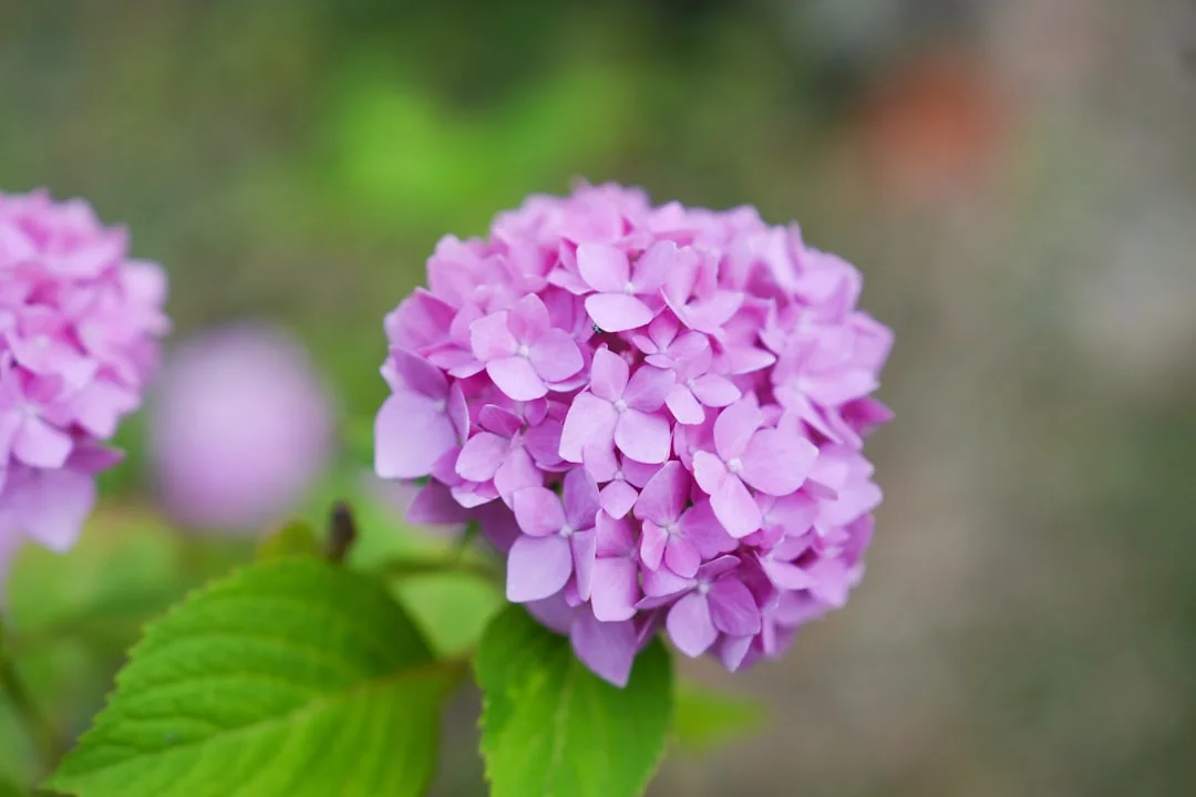 Close view of a pink hydrangea flower head against soft green leaves.