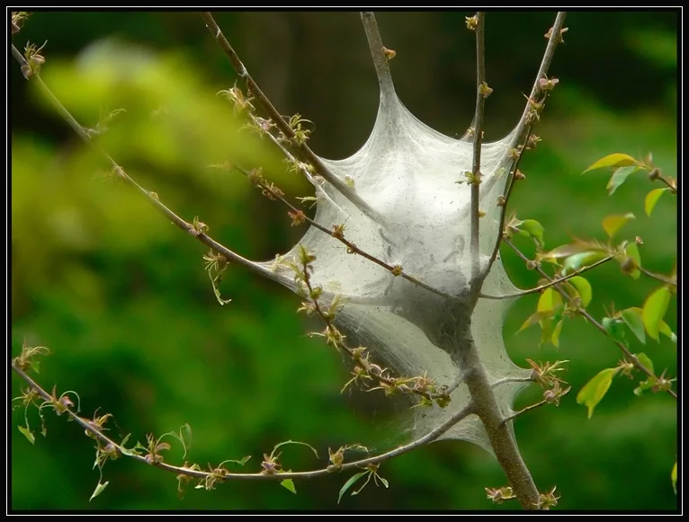 A dense white eastern tent caterpillar shelter stretched across the fork where several tree branches meet.