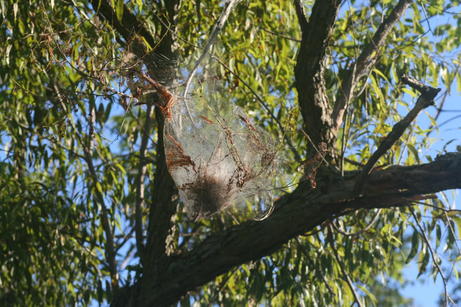 A loose fall webworm colony web surrounding leaves and fine twigs near the outer part of a tree branch.