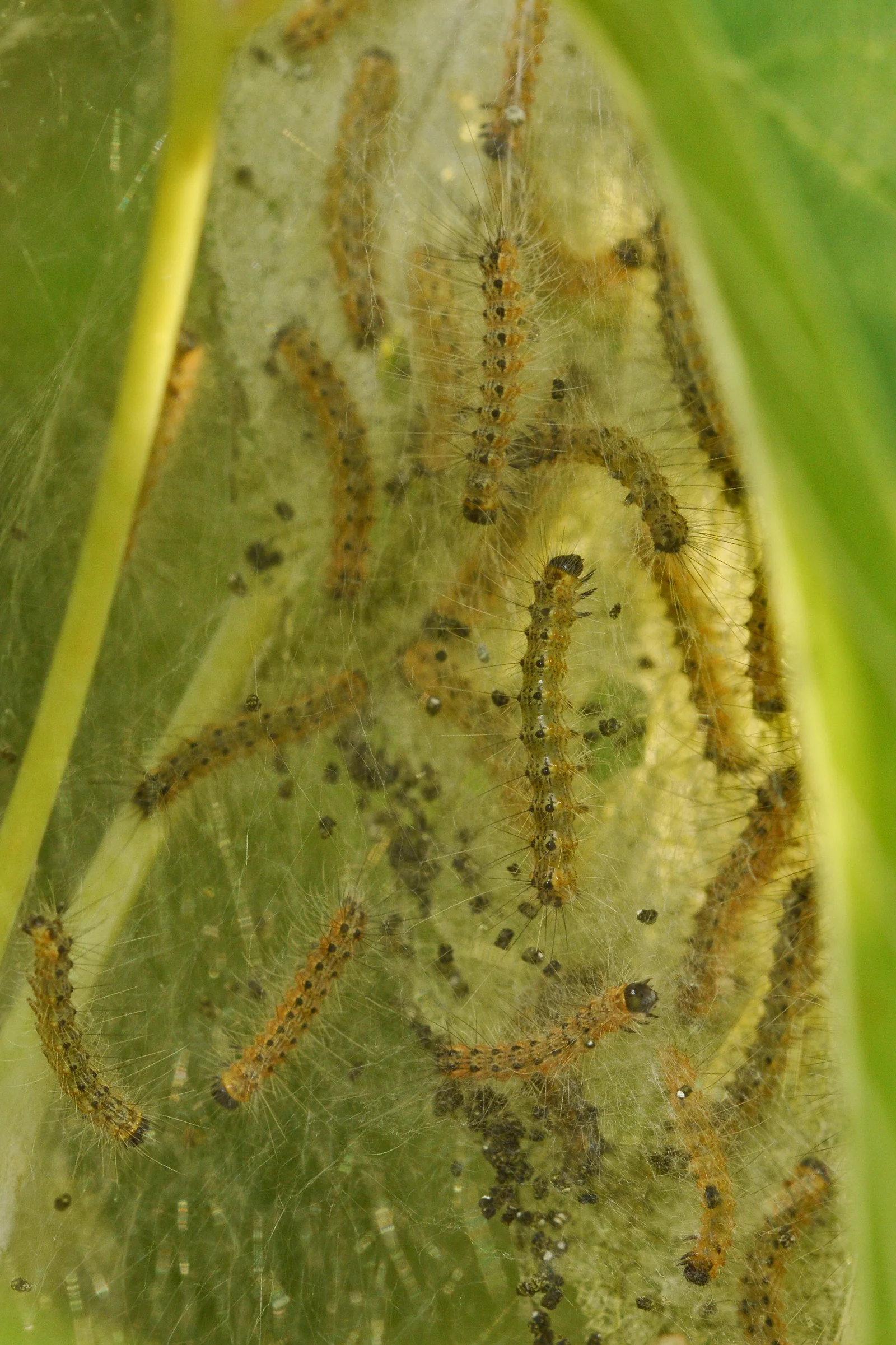 Several pale fall webworm caterpillars with long hairs and rows of dark spots moving among silk-covered leaves.
