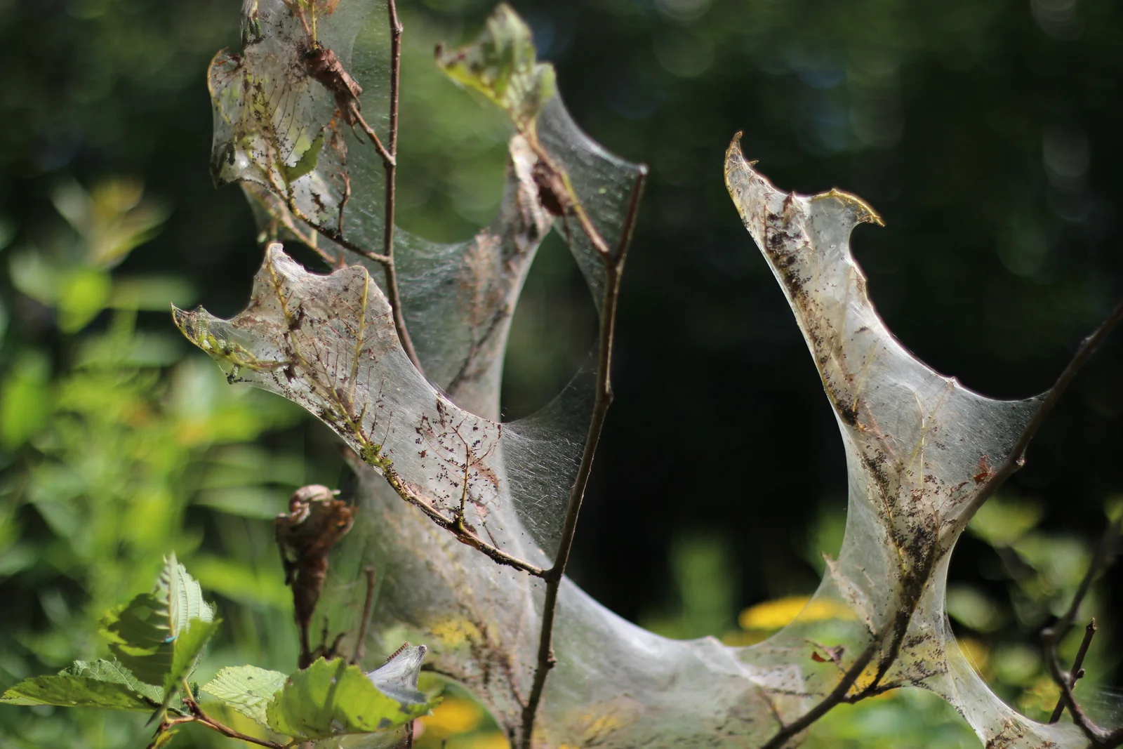 Sunlit fall webworm silk stretched around eaten leaves and several outer twigs of a deciduous tree.