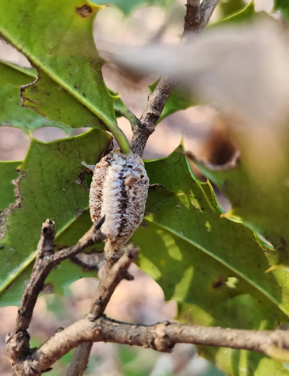 Slender Carolina mantis egg case on an American holly twig, ridged and mottled brown and white with a pale central band, among spiny green leaves.