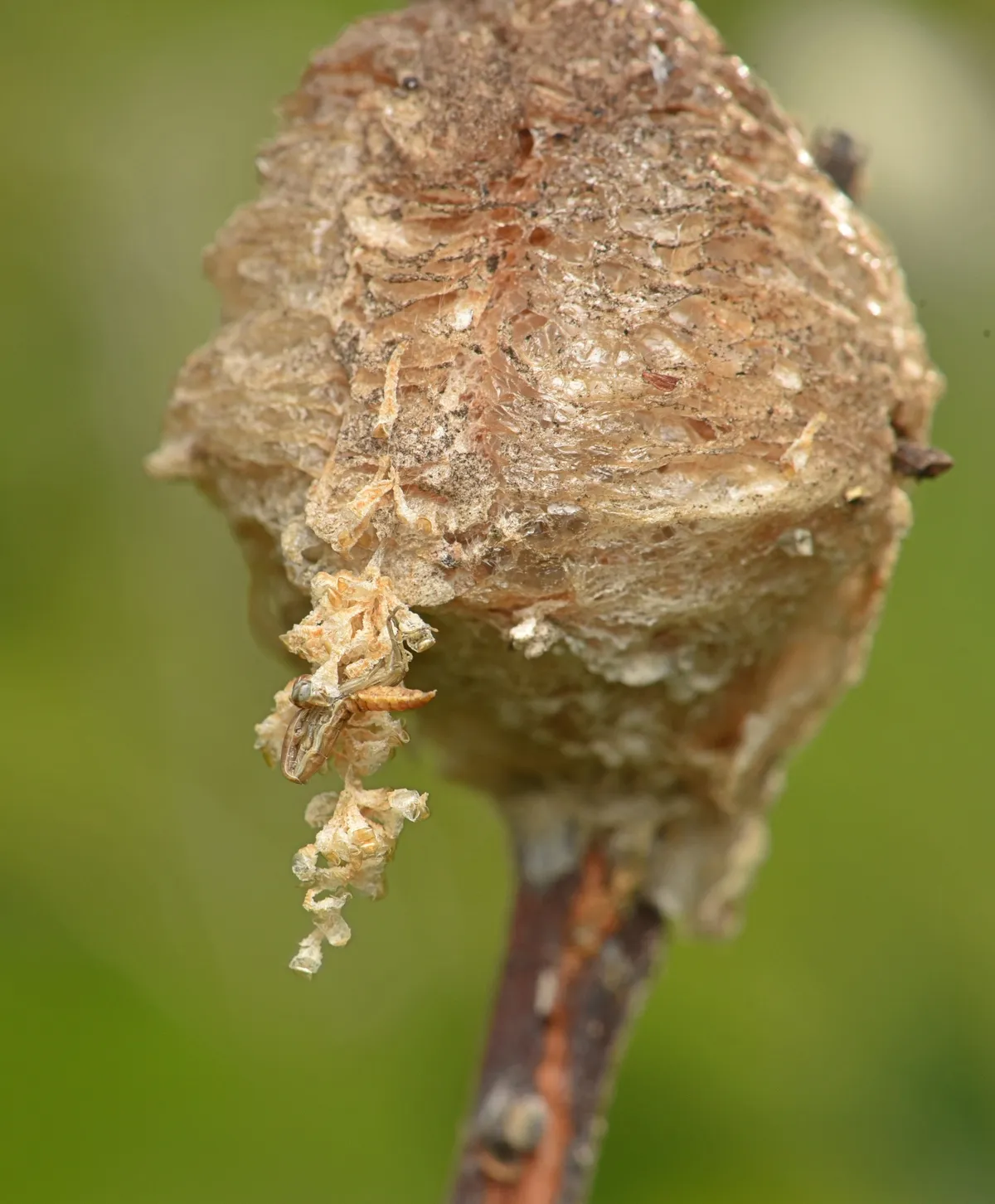 Rounded Chinese mantis egg case on a twig in spring, with pale papery remnants and a newly hatched nymph hanging from one side.
