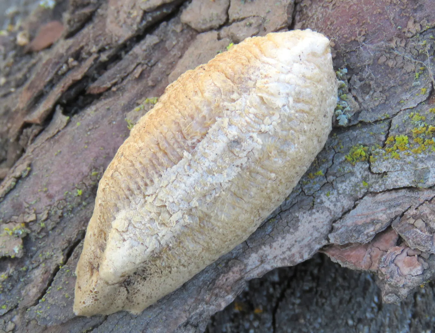 Long, oval European mantis egg case on rough tree bark, pale tan with fine ridges and only a faint lighter band down the middle.