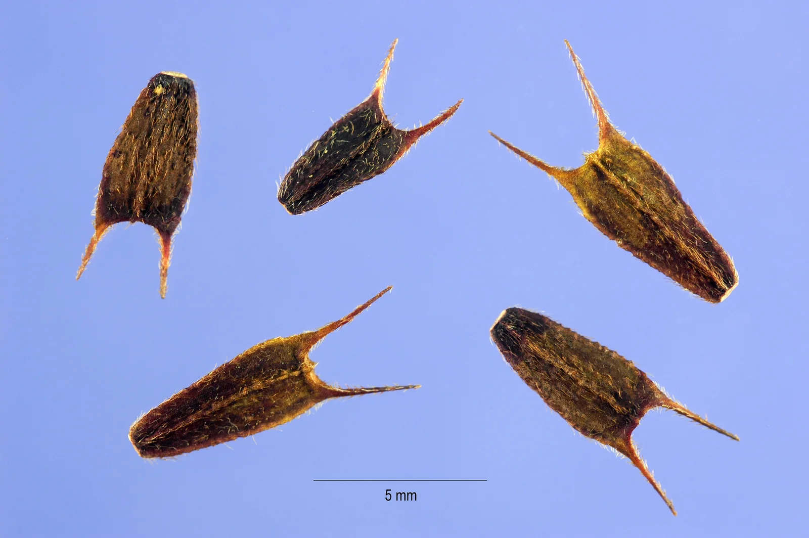 Five dark brown Devil's Beggartick fruits, each flat and wedge-shaped with two barbed prongs, beside a five-millimeter scale.