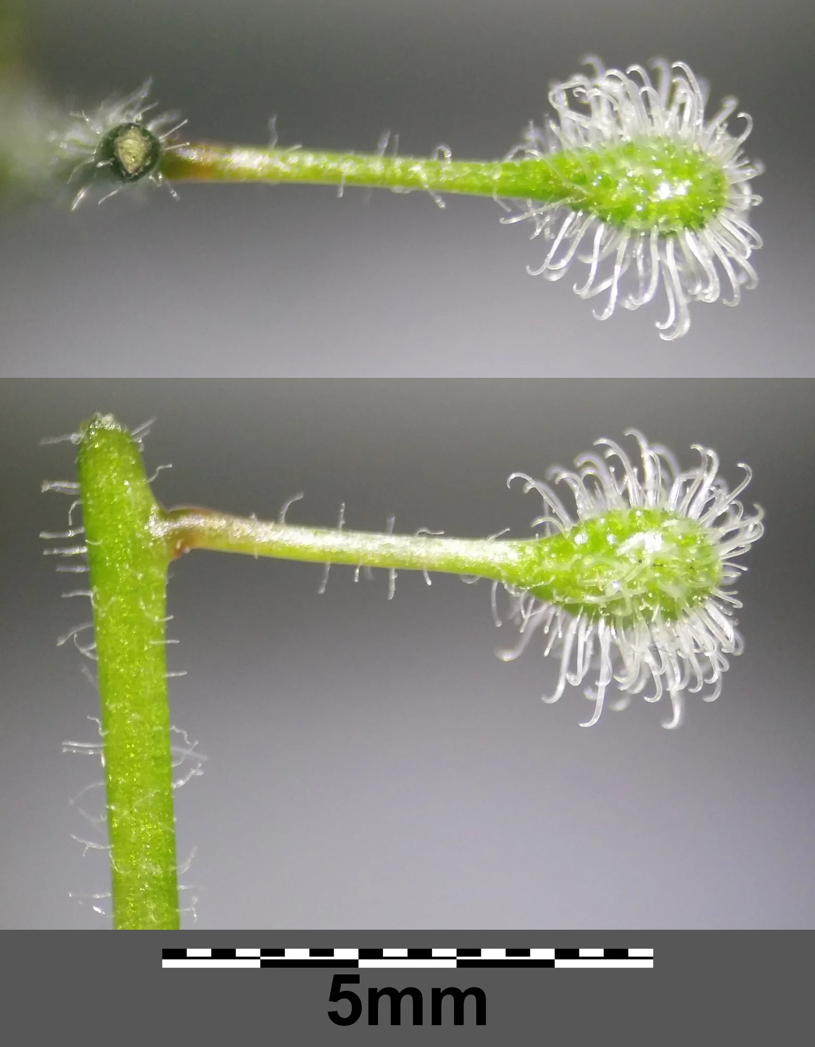 Two green Enchanter's Nightshade fruits enlarged beside a five-millimeter scale, each ringed with clear hooked hairs.