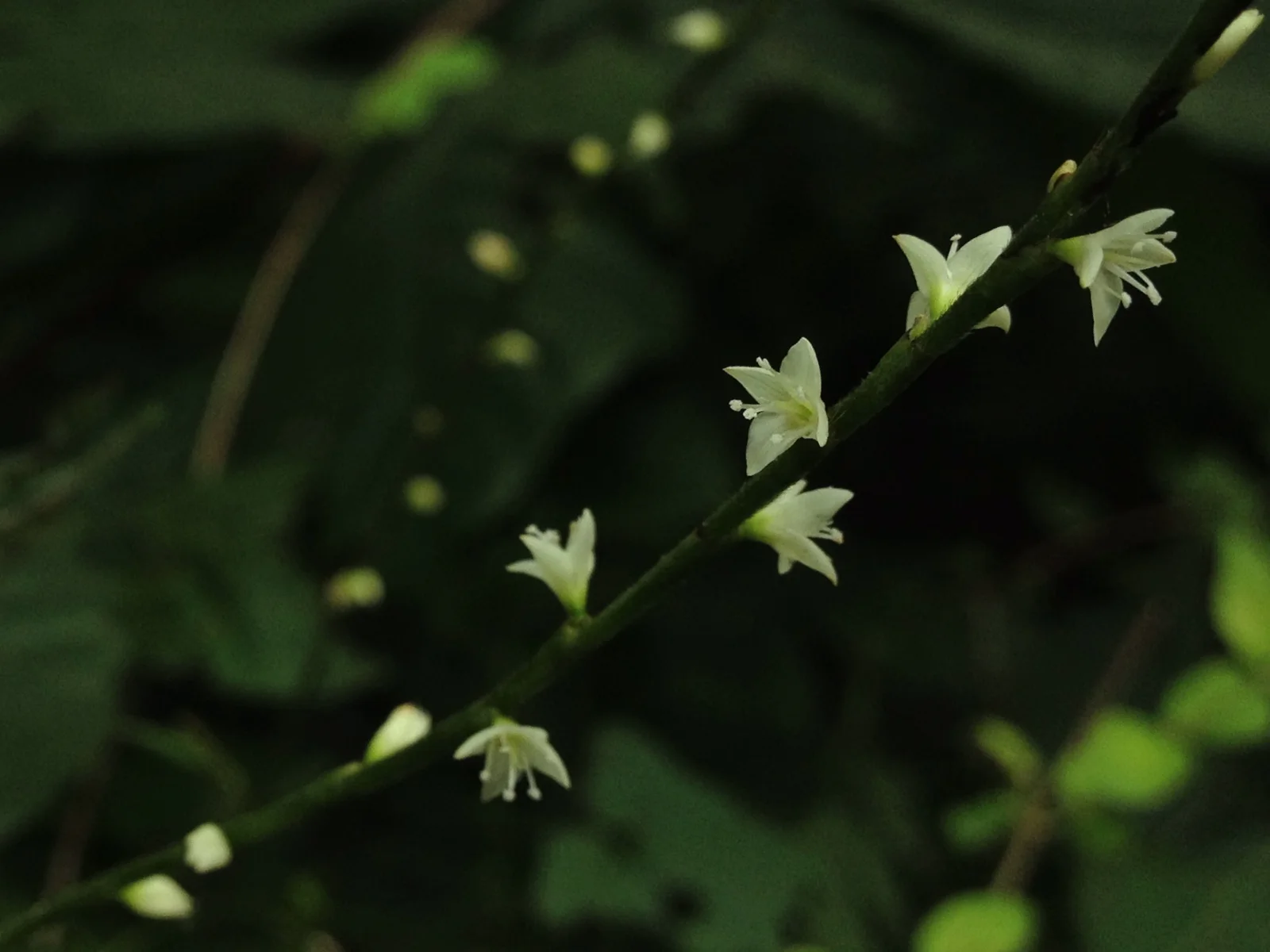 Tiny white Jumpseed flowers spaced along a slender dark stem against a shaded green woodland background.
