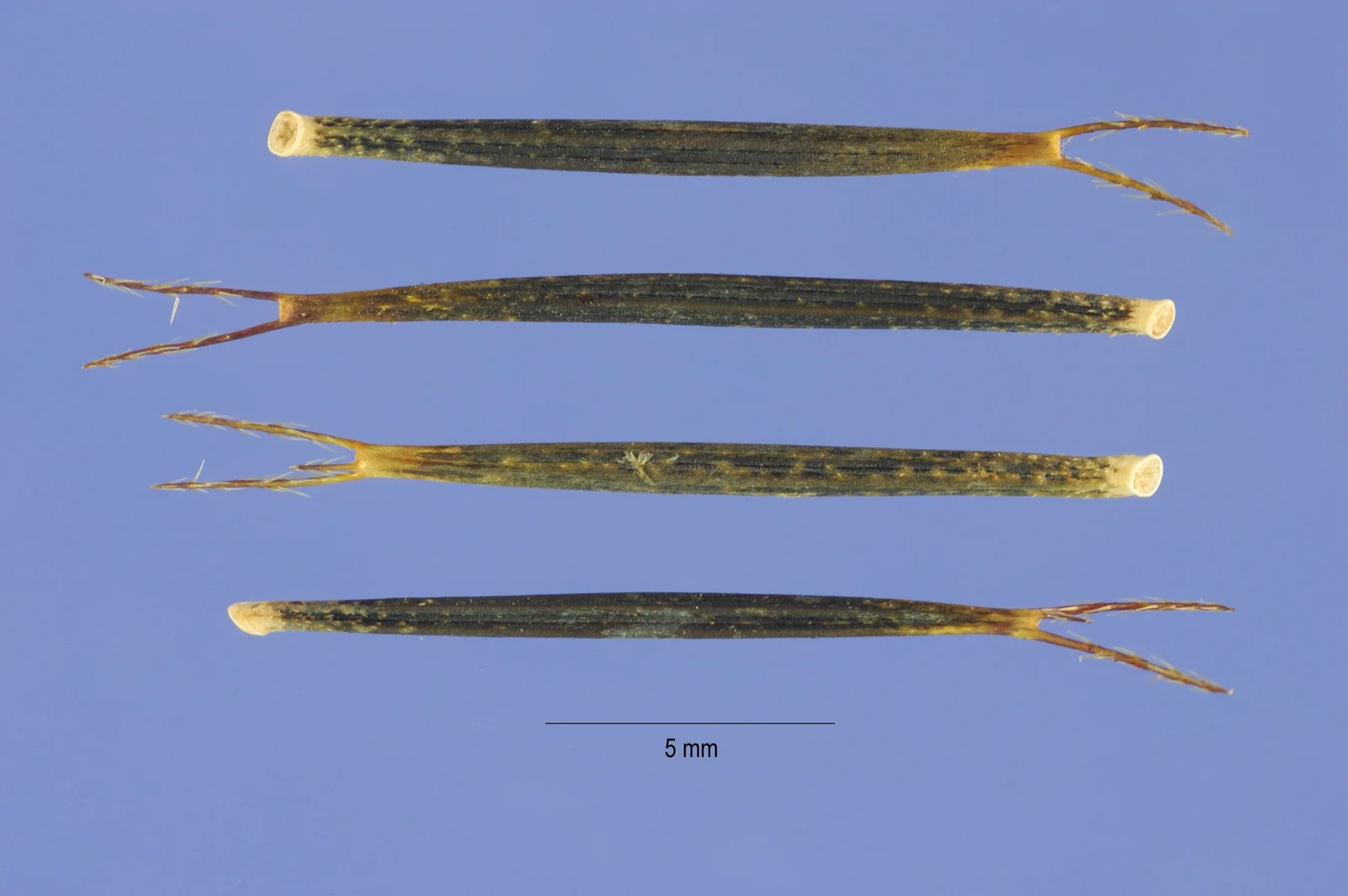Four long dark Spanish Needles fruits with two to four slender backward-barbed prongs beside a five-millimeter scale.