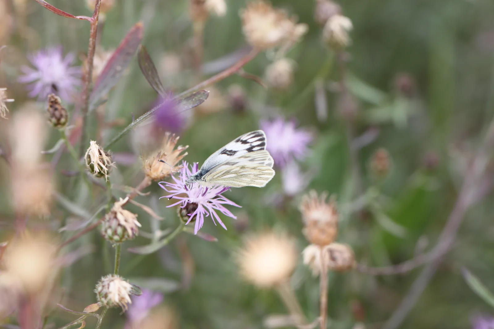 Checkered White butterfly on a purple flower with its wings folded, showing dark bars and gray-green lines across the pale underside.