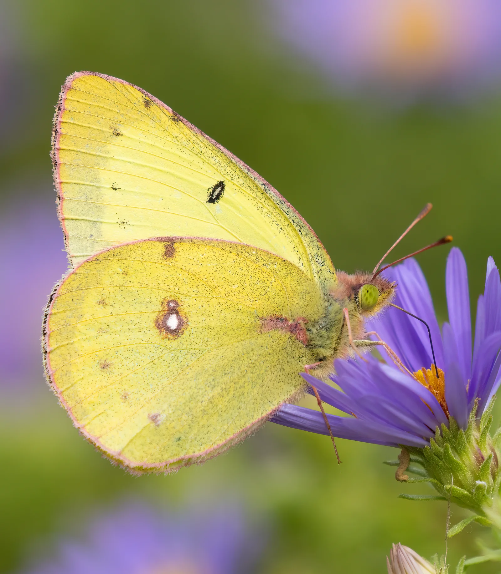 Clouded Sulphur butterfly on a purple aster with folded bright yellow wings, a small dark forewing spot, and pale-centered hindwing spots.