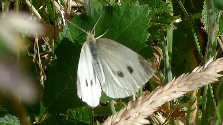 Female cabbage white butterfly with wings open, showing two dark central spots on each pale forewing and dusky marks near the tips.
