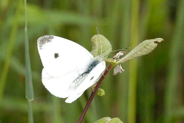 Male cabbage white butterfly resting with wings open, showing one central dark spot on each white forewing and darker tips.