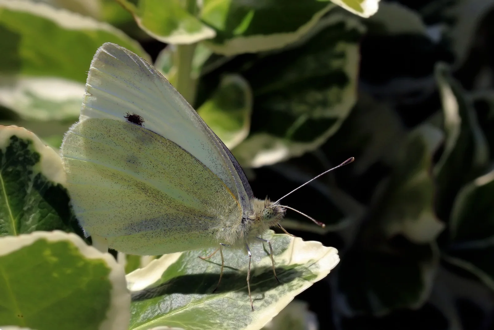Cabbage white butterfly resting with wings closed, showing a pale yellow-green underside with fine gray speckling and one dark forewing spot.