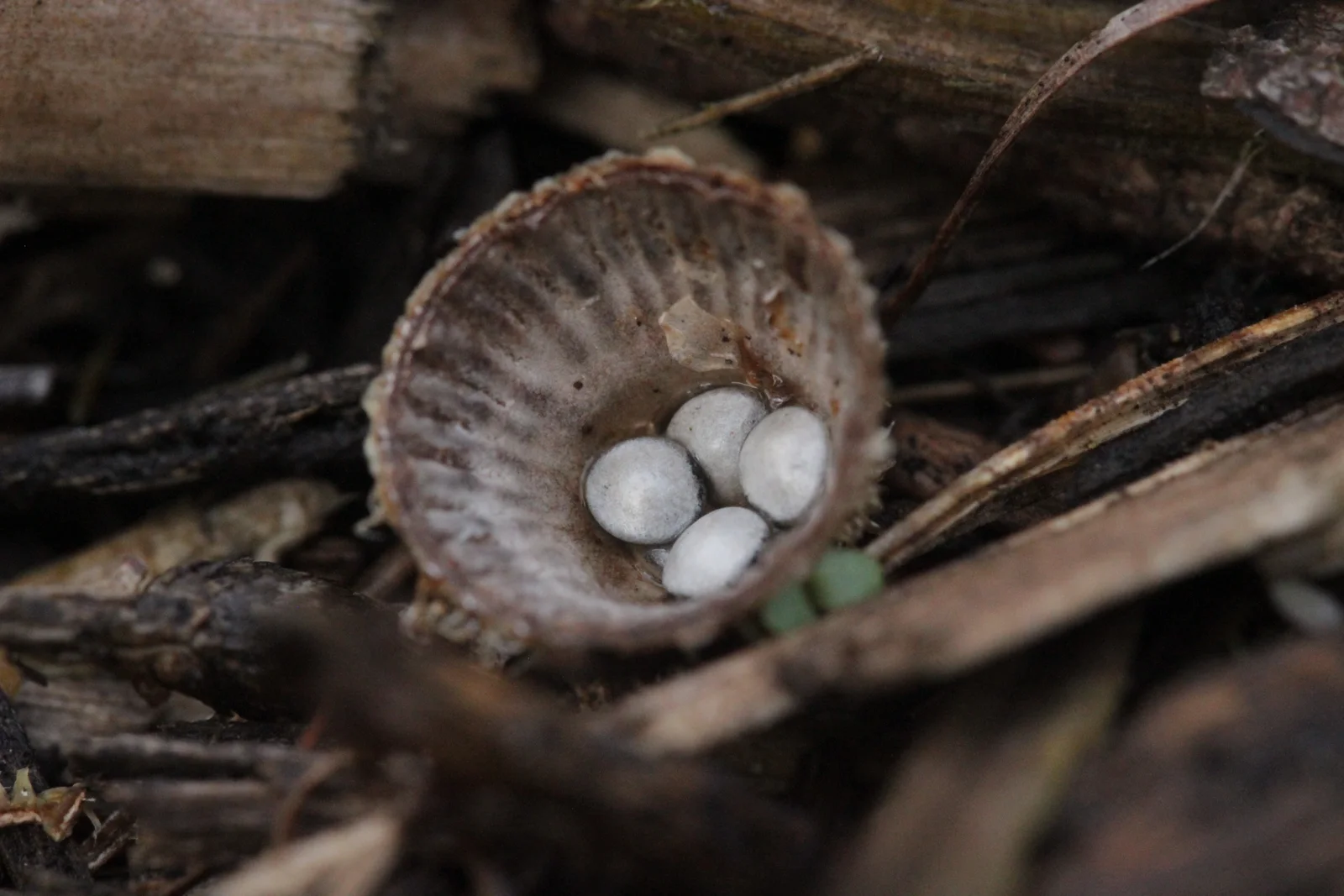 Close view into a fluted bird's nest fungus cup with vertical inner ribs and several pale round spore packets.