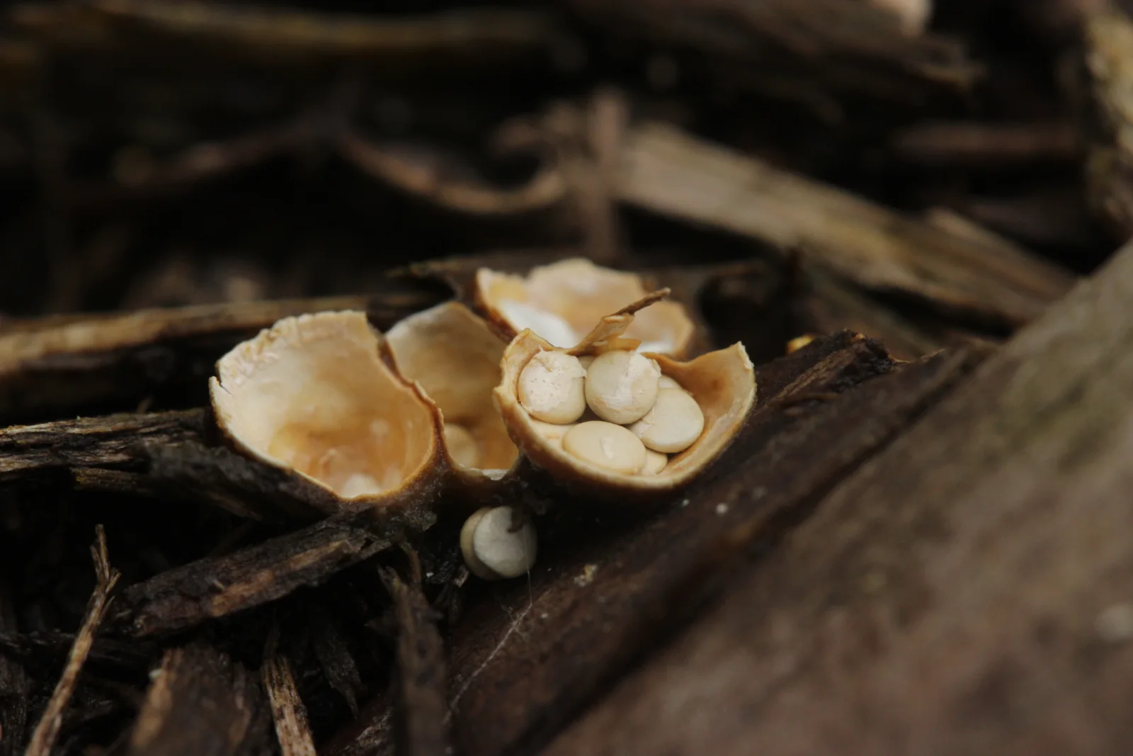 Smooth pale-brown Crucibulum laeve cups among wood chips, including one cup filled with cream-colored spore packets.