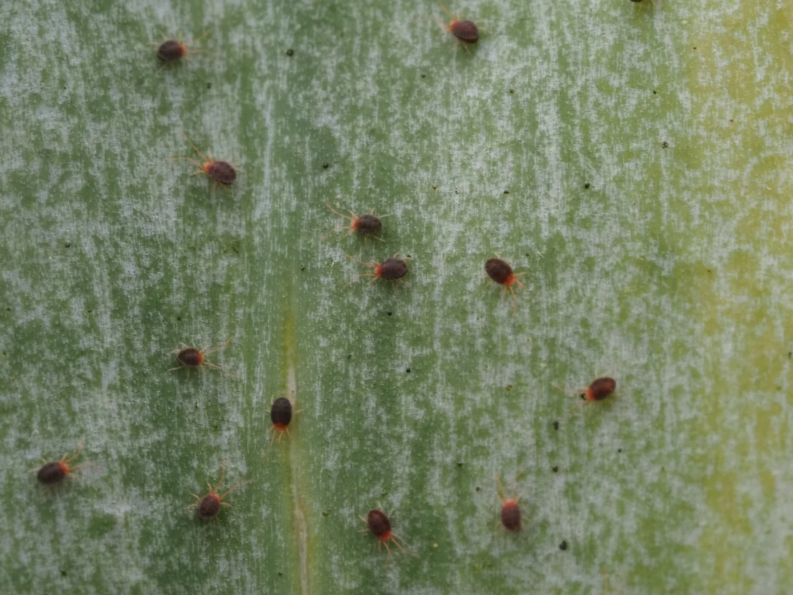 Several tiny clover mites with oval dark red bodies and long orange front legs crossing a green leaf.