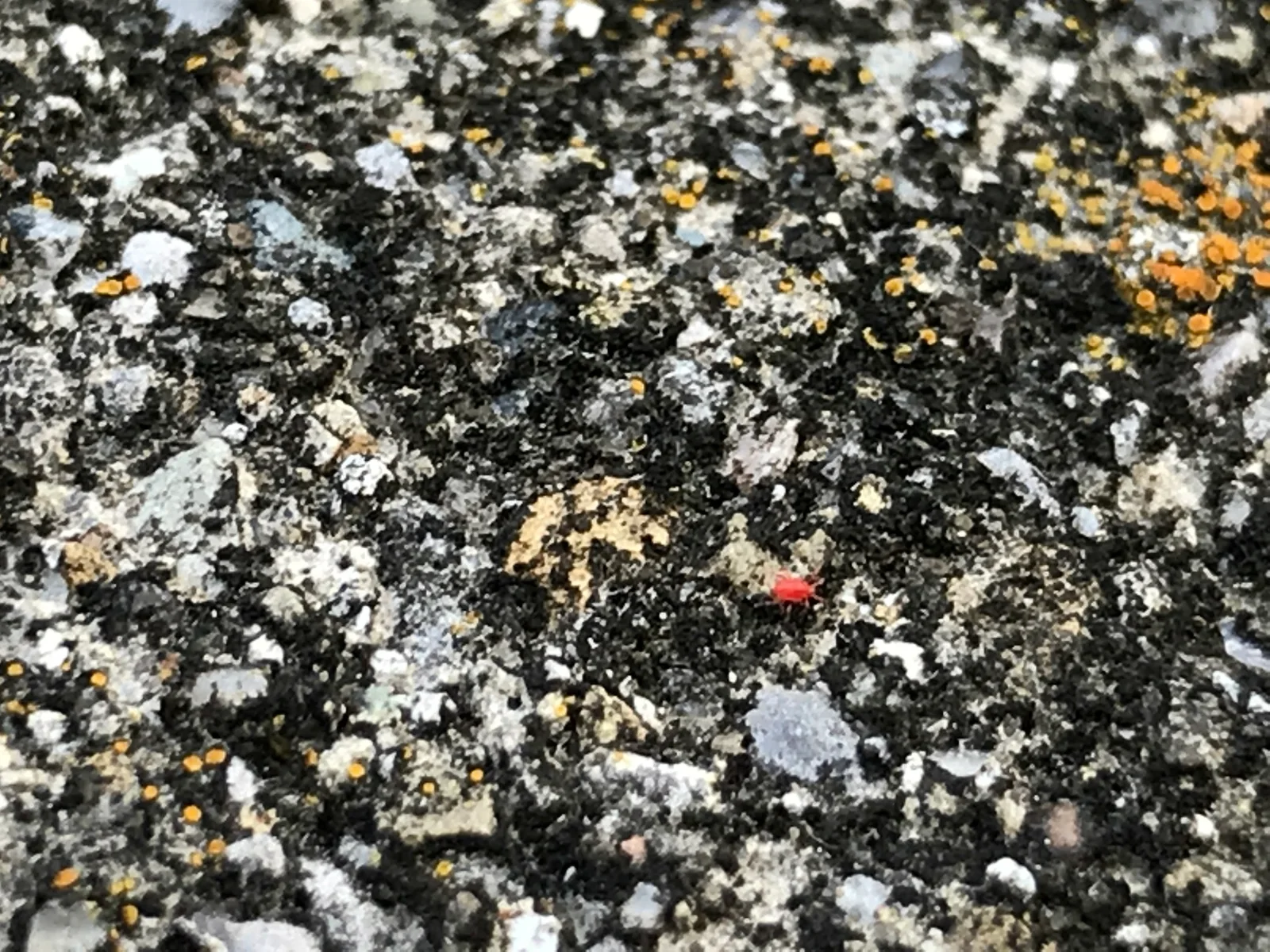 A tiny bright red Balaustium mite crossing a mottled rock surface covered with dark and pale lichens.