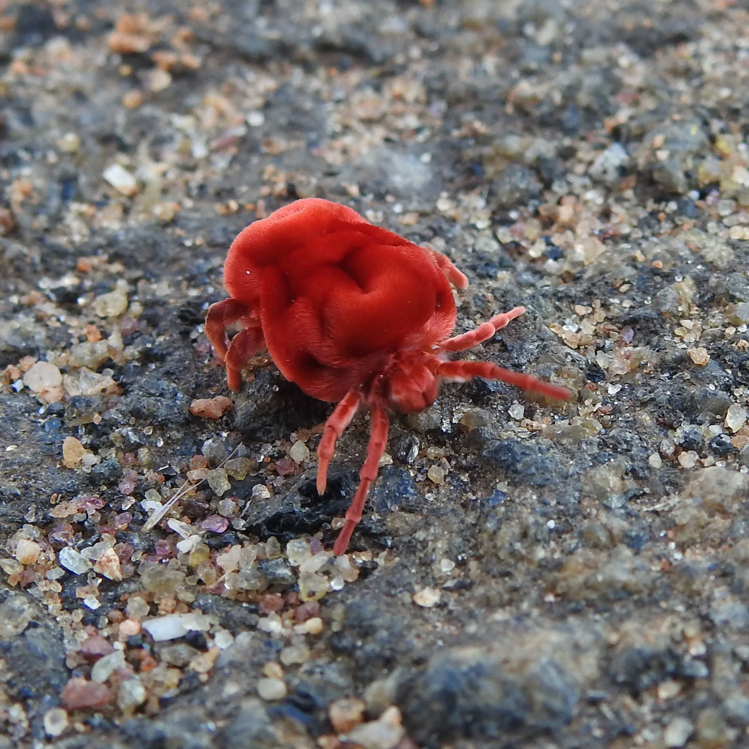 Close macro view of a giant red velvet mite covered in dense fine hairs while crossing gritty stone.